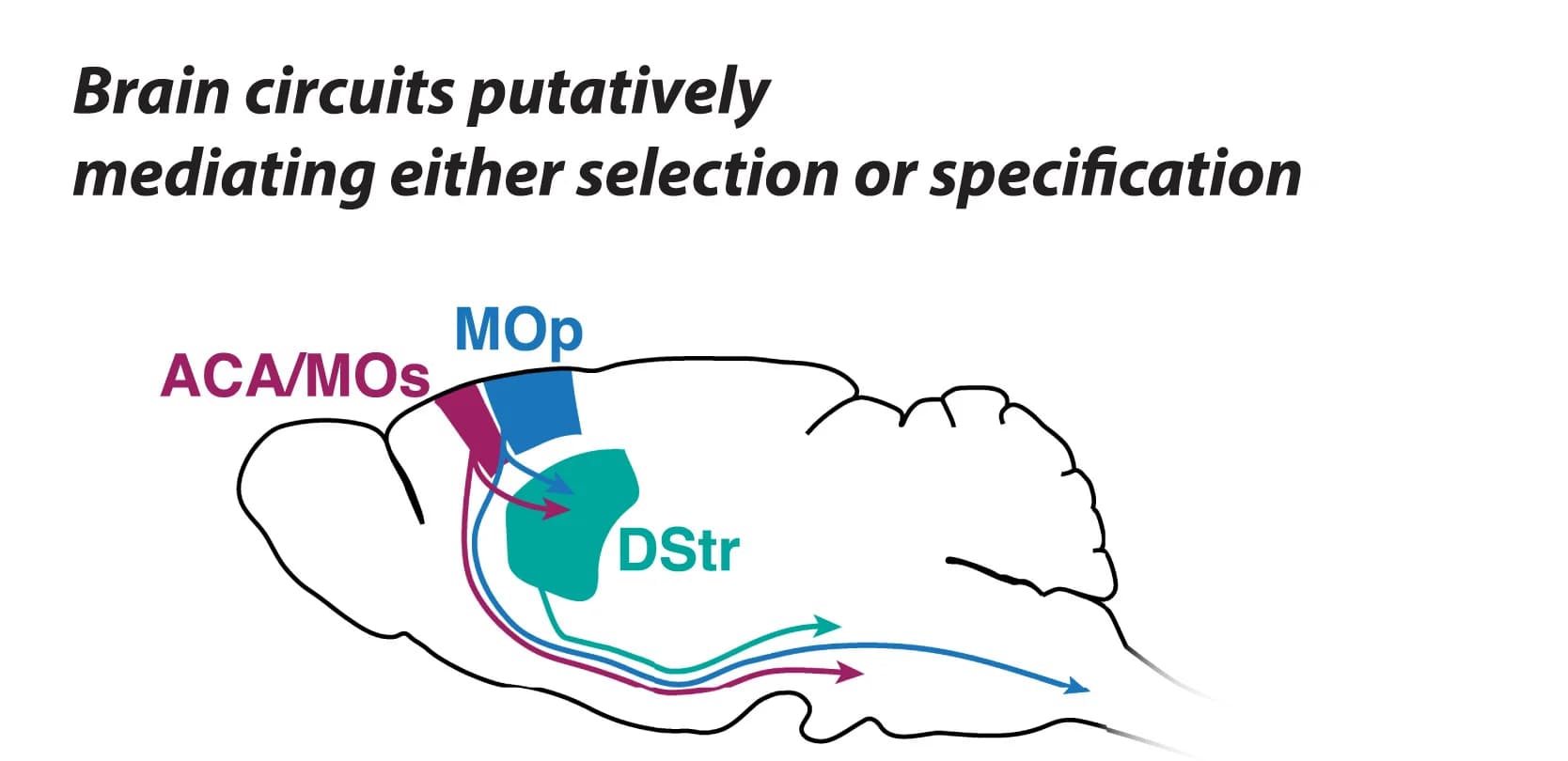 Open access visualization of Illustration, Pathway, Brain Areas, Schematic