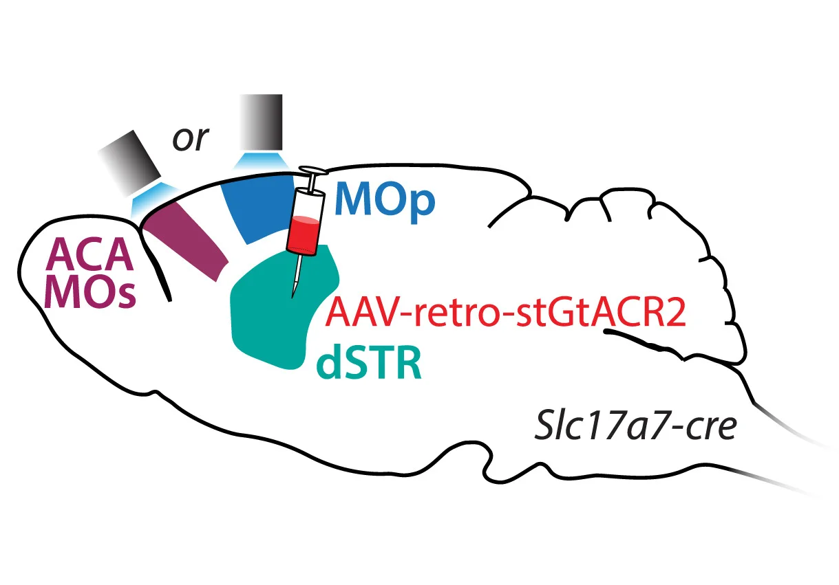 Open access visualization of Illustration, ACA, MOs, MOp Neurons, dSTR