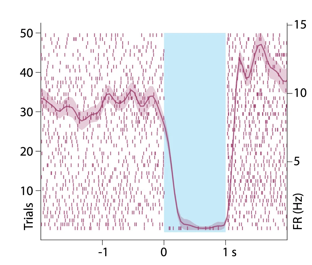 Open access visualization of Line Plot, Error Bars, Neuronal Silencing, Laser Illumination, MOs