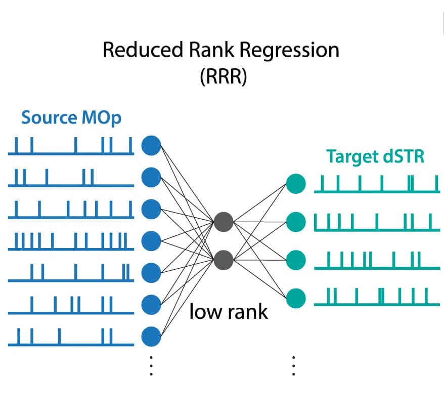 Open access visualization of Network, Pathway, Reduced Rank Regression, dSTR Activity, MOp Activity