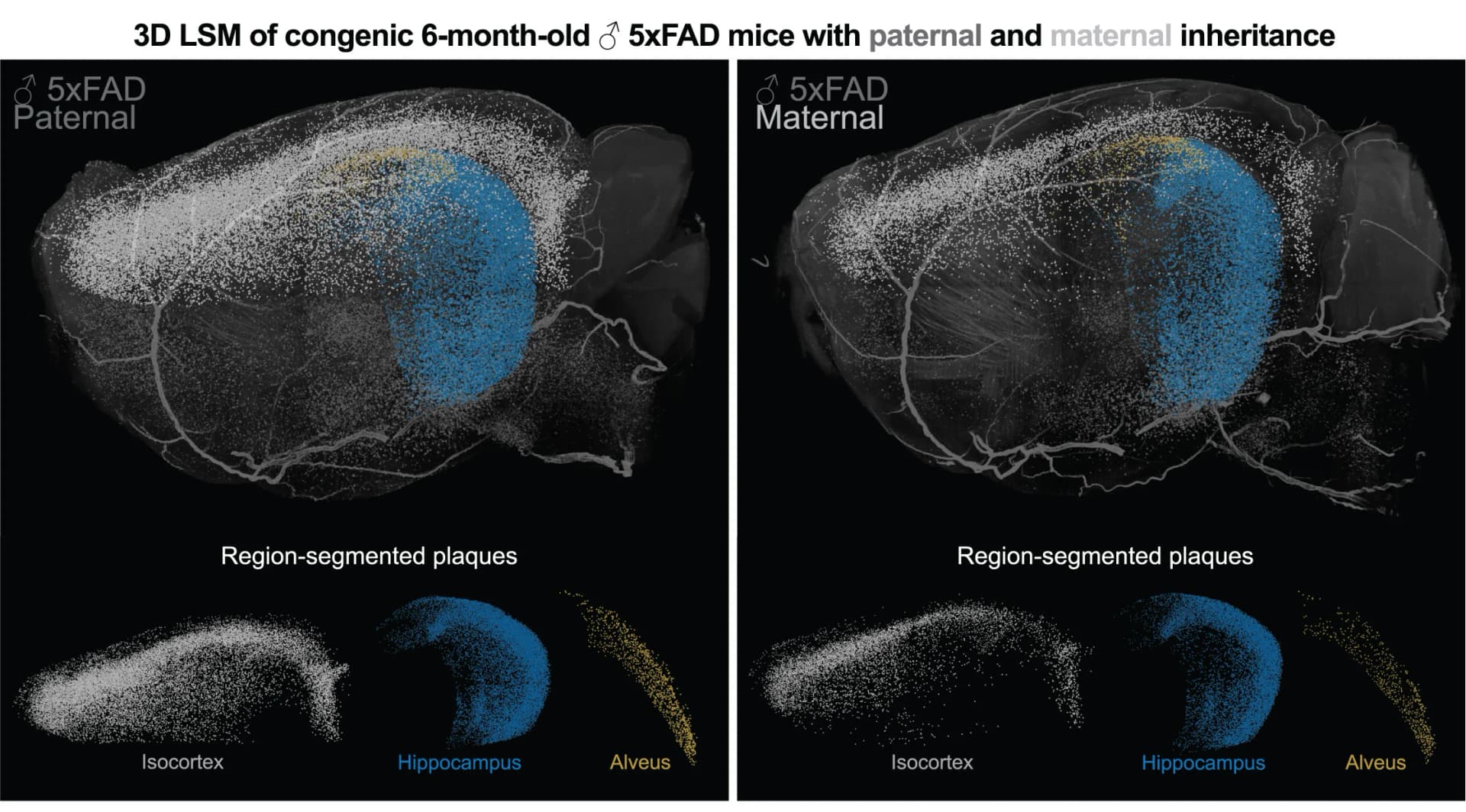 Open access visualization of 3D Plot, Microscopy, Scatter Plot, LSM 3D Visualization, 5xFAD Hemibrains