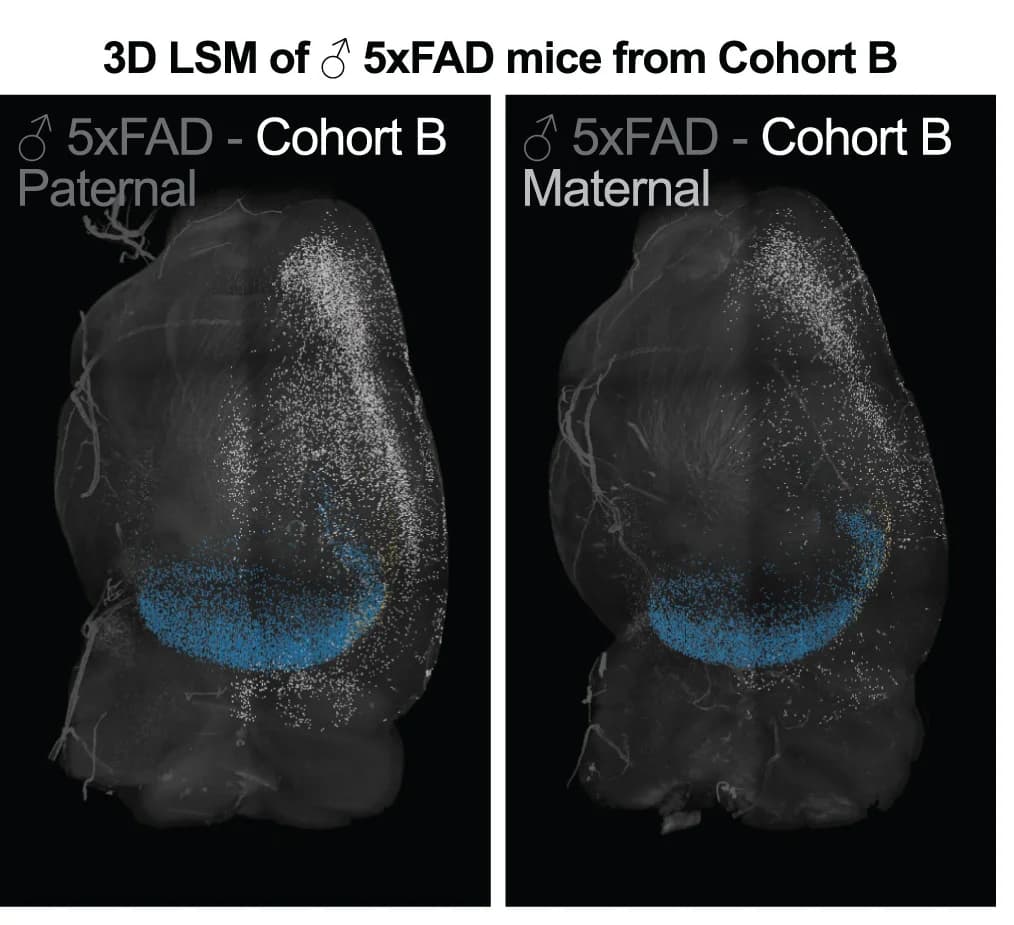 Open access visualization of Microscopy, LSM 3D Visualization, Male 5xFAD Hemibrains, Paternal Inheritance, Maternal Inheritance
