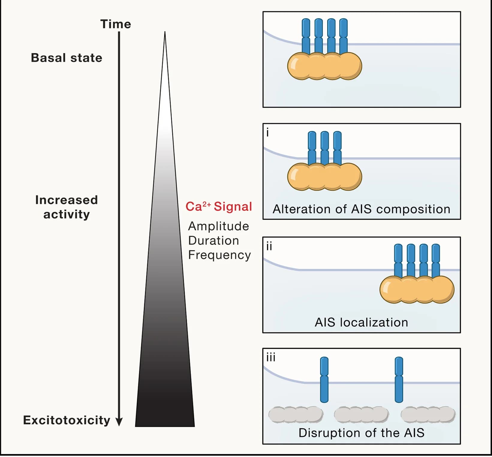 Open access visualization of Workflow, Illustration, AIS Remodeling, Calcium Signals, AIS Composition