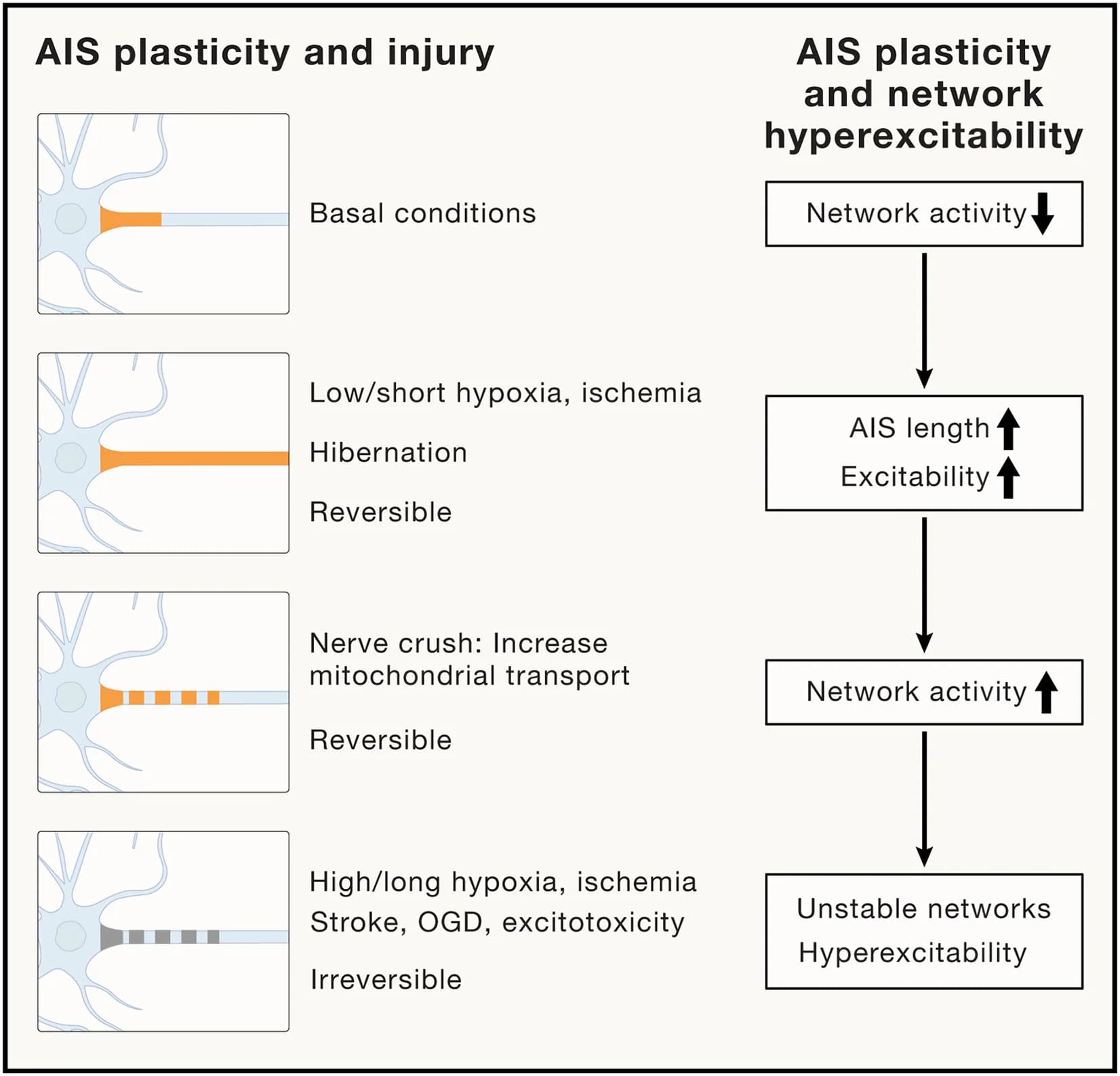 Open access visualization of Workflow, Illustration, AIS Structural Plasticity, Neuronal Excitability, Hypoxia