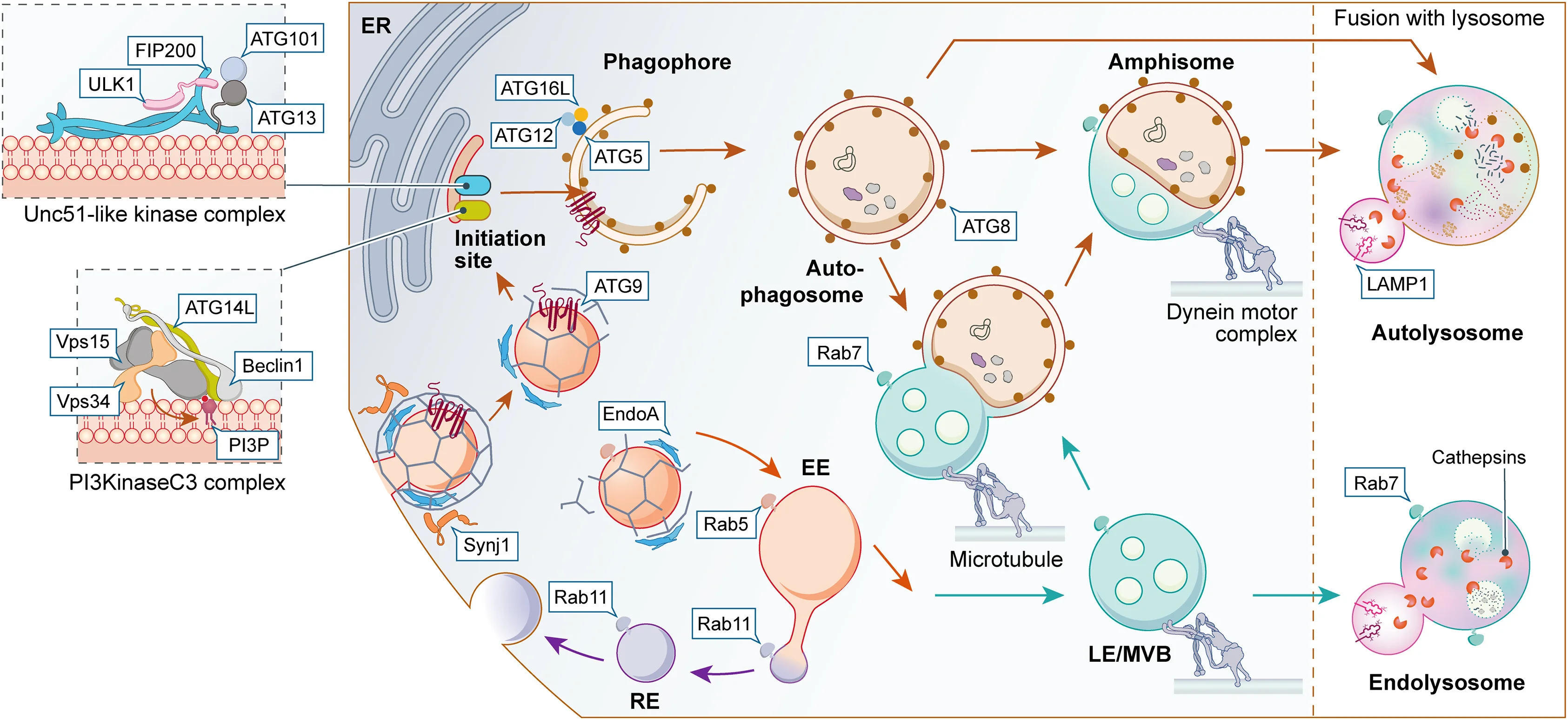Open access visualization of Workflow, Illustration, Autophagy, Phagophore Initiation Site, Endoplasmic Reticulum