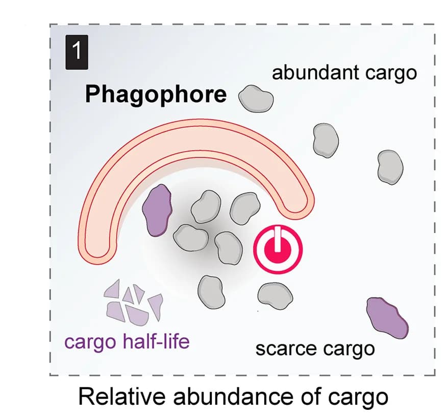 Open access visualization of Illustration, Workflow, Cargo Proteins, Phagophore Biogenesis, Autophagy Machinery
