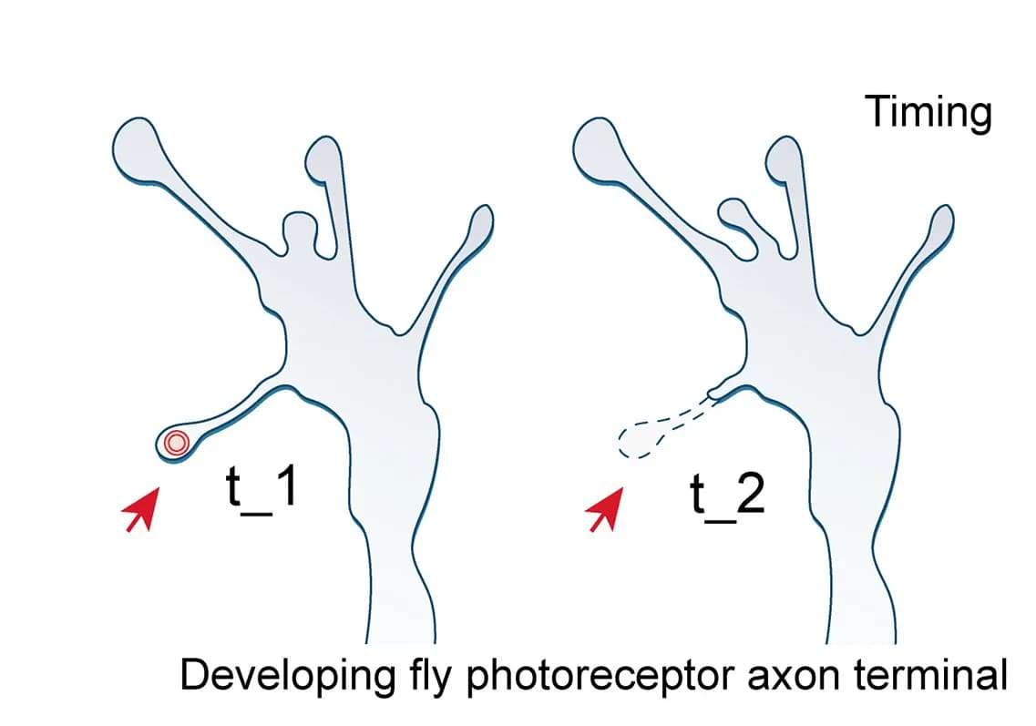 Open access visualization of Illustration, Autophagosome Formation, Filopodial Tips, Axonal Terminals, Photoreceptors