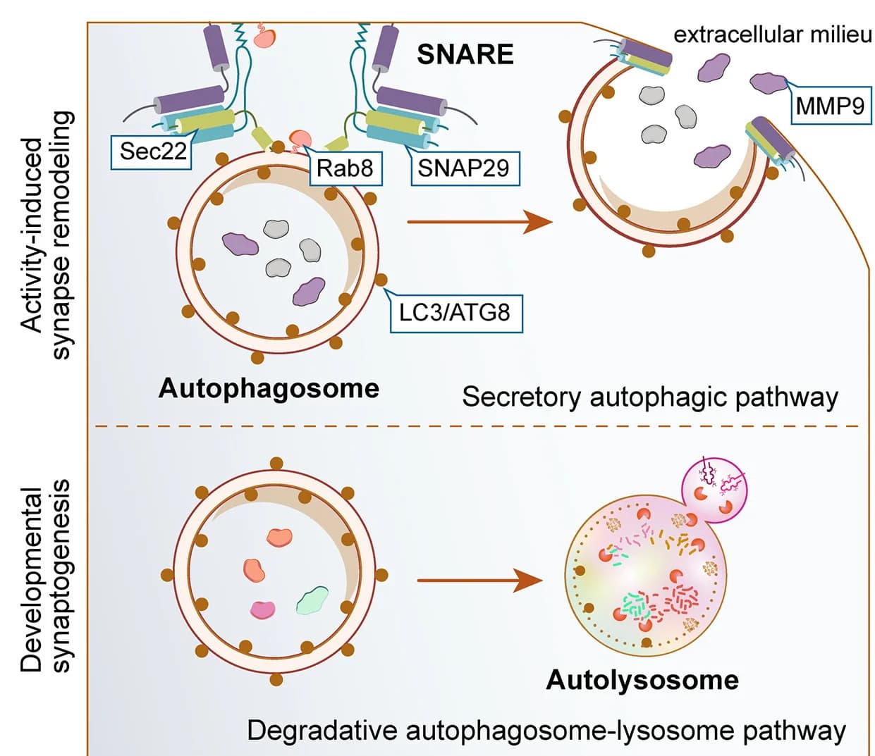 Open access visualization of Workflow, Illustration, Neuromuscular Junctions, Synapse Remodeling, Secretory Autophagic Pathway