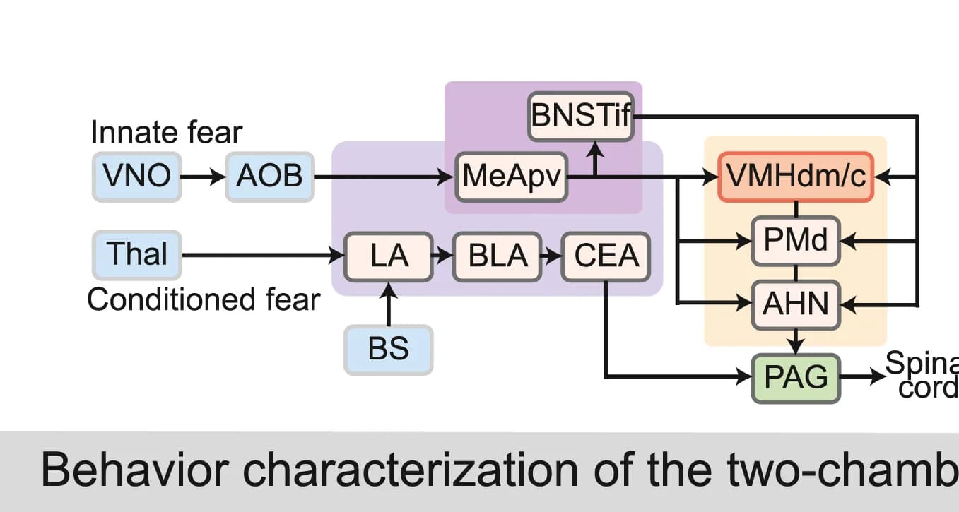 Open access visualization of Workflow, Flowchart, Neural Circuits, Innate Fear, Conditional Fear