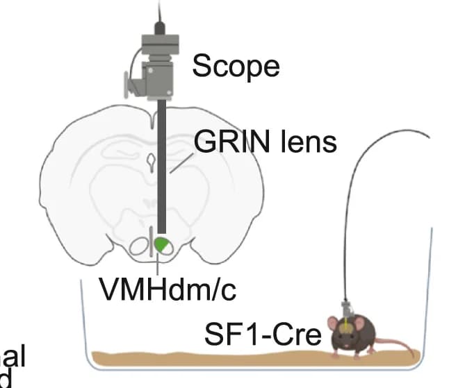 Open access visualization of Illustration, Microendoscopic Imaging, VMHdm, SF1-Cre Mouse, Freely behaving