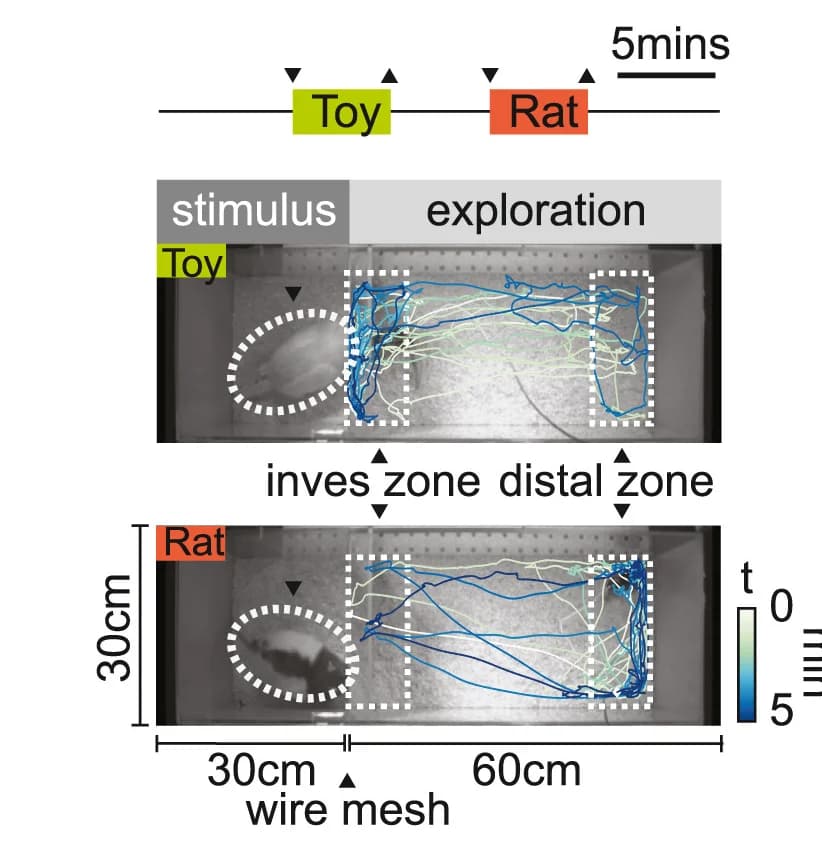 Open access visualization of Photo, Assay Schematics, Predator Exposure Arena, Trajectory, Rat