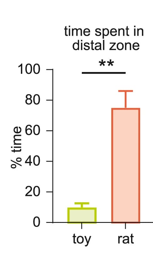 Open access visualization of Bar Plot, Error Bars, Graph, Time Spent, Distal Zone