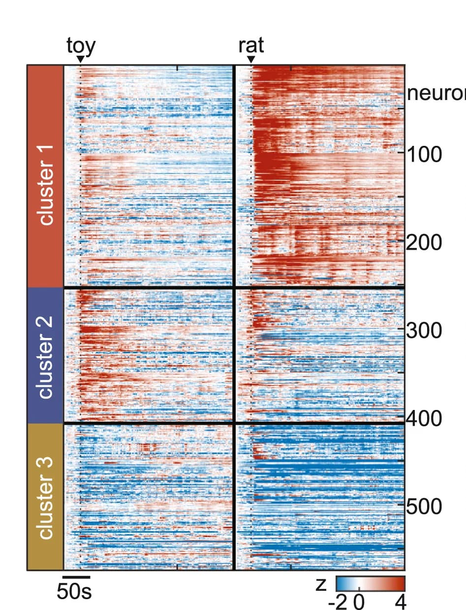 Open access visualization of Heatmap, Clustered, Cell Raster, K-means Clustering, Neural Dynamics
