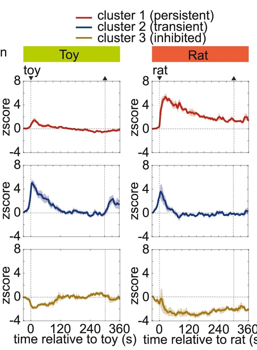 Open access visualization of Line Plot, Error Bars, Z-scored Population Response, VMHdmSF1 Single Cells, Rat Presentations