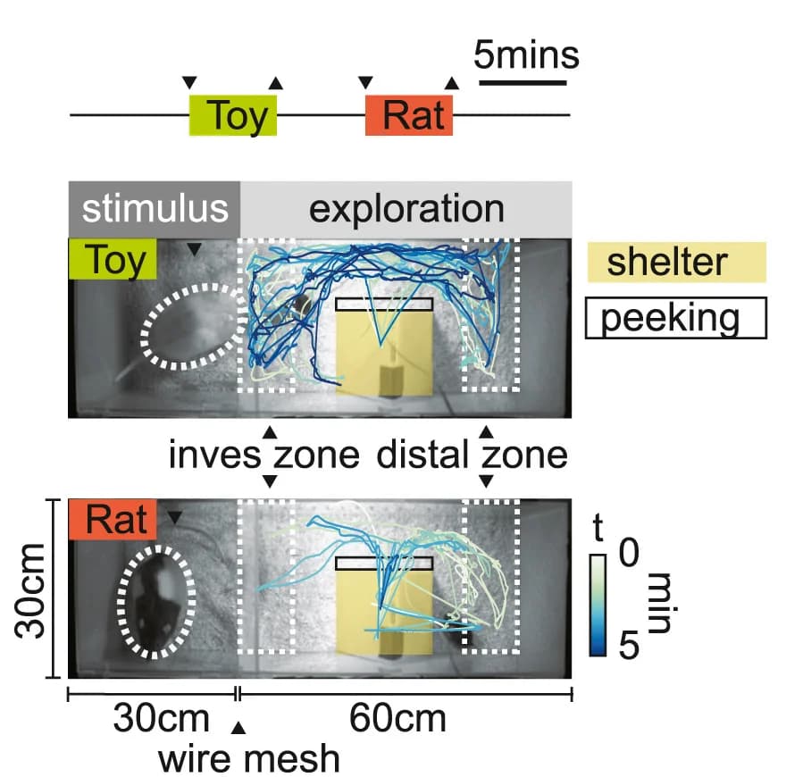 Open access visualization of Line Plot, Assay, Two-chamber Arena, Shelter, Animal Trajectory