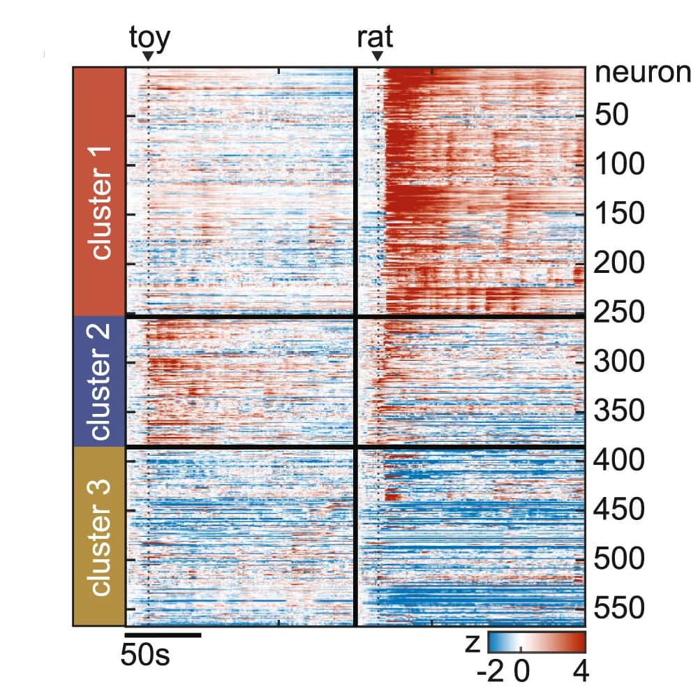 Open access visualization of Heatmap, Cell Raster, K-means Clustering, Neural Dynamics, Rat Presentation