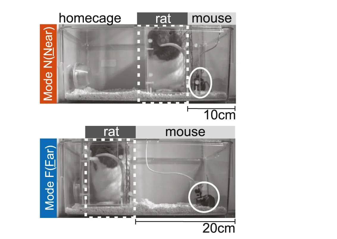Open access visualization of Photo, PICA, Rat Enclosure, Mouse, Mode N