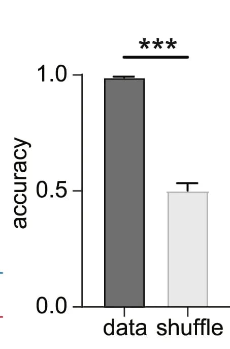 Open access visualization of Bar Plot, Error Bars, SVM Decoder, Performance
