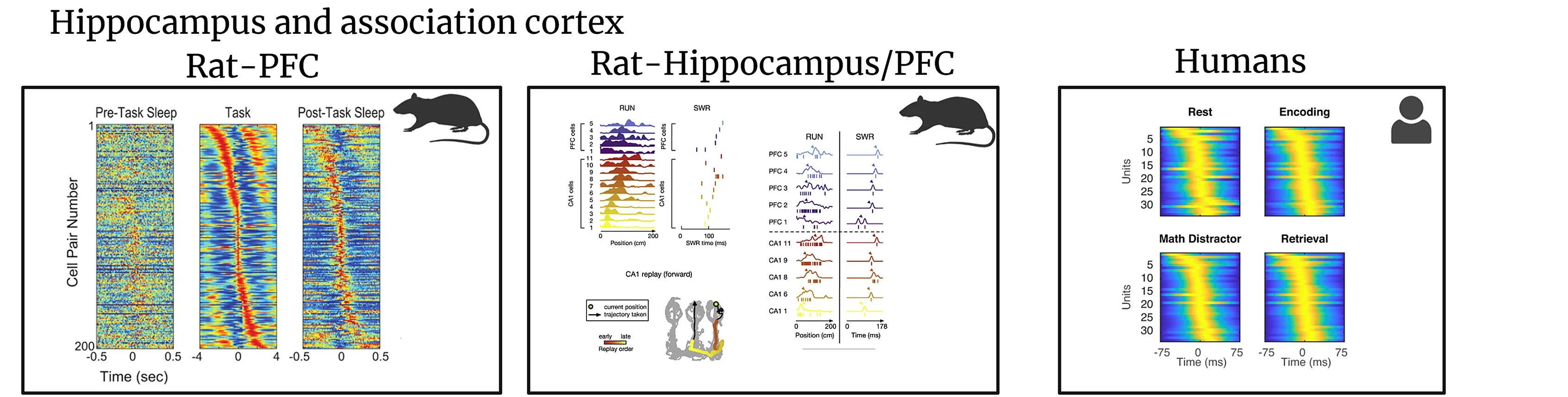 Open access visualization of Heatmap, Line Plot, Hippocampus, Association Cortex, Sleep Replay