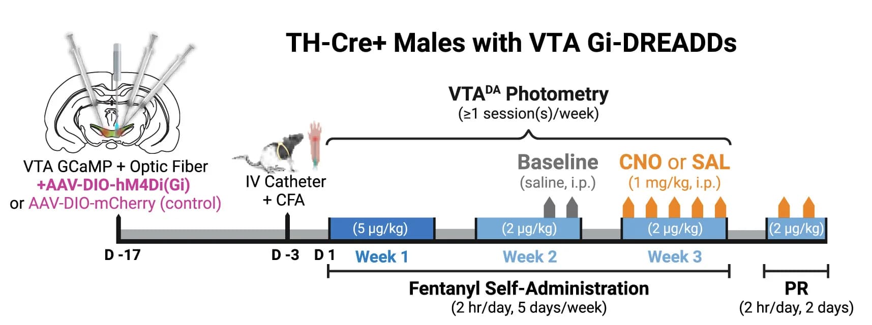 Open access visualization of Workflow, Illustration, Experimental Approach, Males, Gi-DREADDs