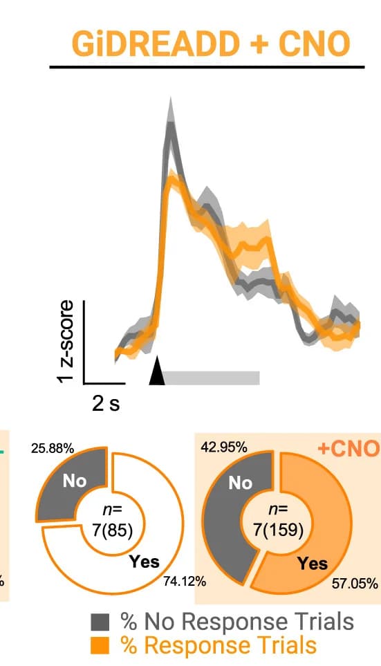 Open access visualization of Line Plot, Error Bars, Donut Chart, Calcium Transients, Lever Press
