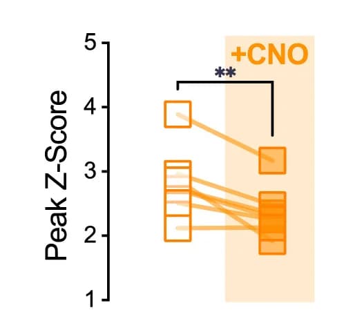 Open access visualization of Line Plot, Calcium Transients, Lever Press, Infusion, Males