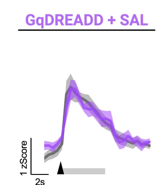 Open access visualization of Line Plot, Error Bars, Calcium Transients, Lever Press, Infusion