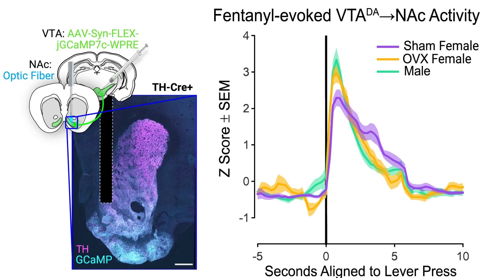 Open access visualization of Line Plot, Error Bars, Microscopy, Viral Targeting, jGCaMP