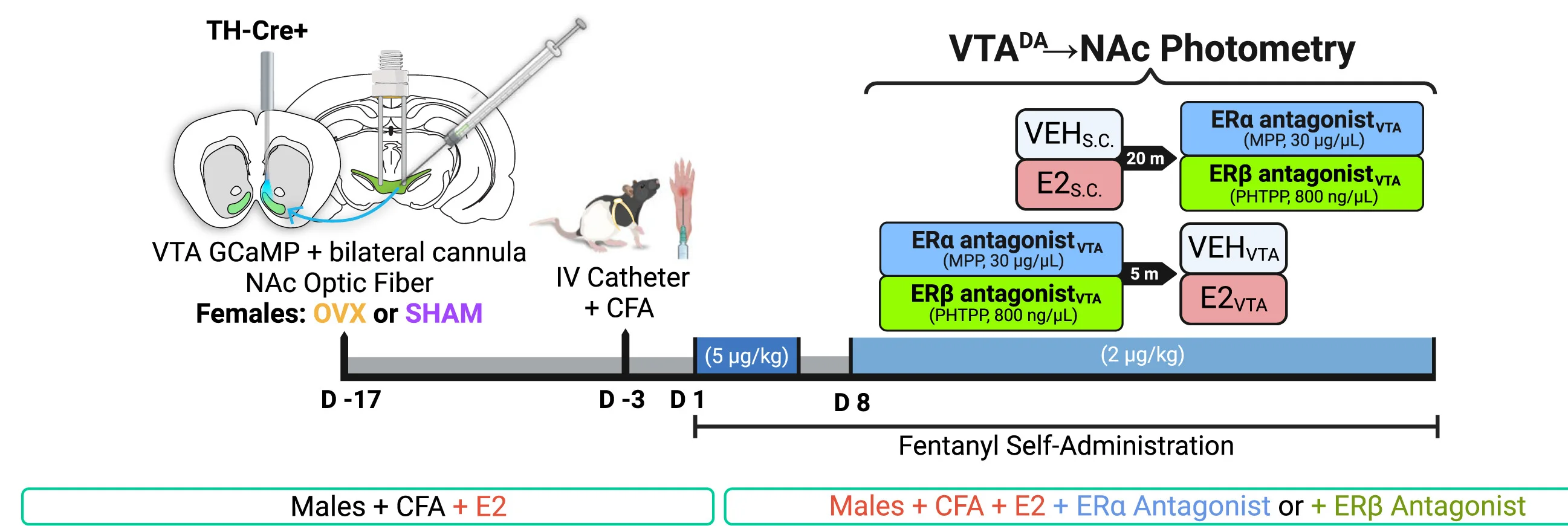 Open access visualization of Workflow, Illustration, Experimental Procedure, TH-Cre Rats, jGCaMP7c