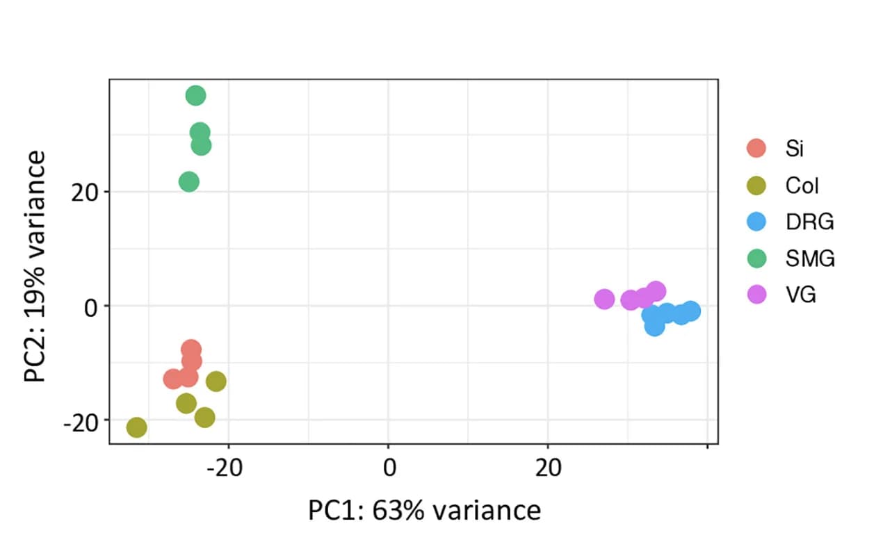 Open access visualization of Scatter Plot, PCA, Principal Component Analysis, RNA Sequencing, Nuclei