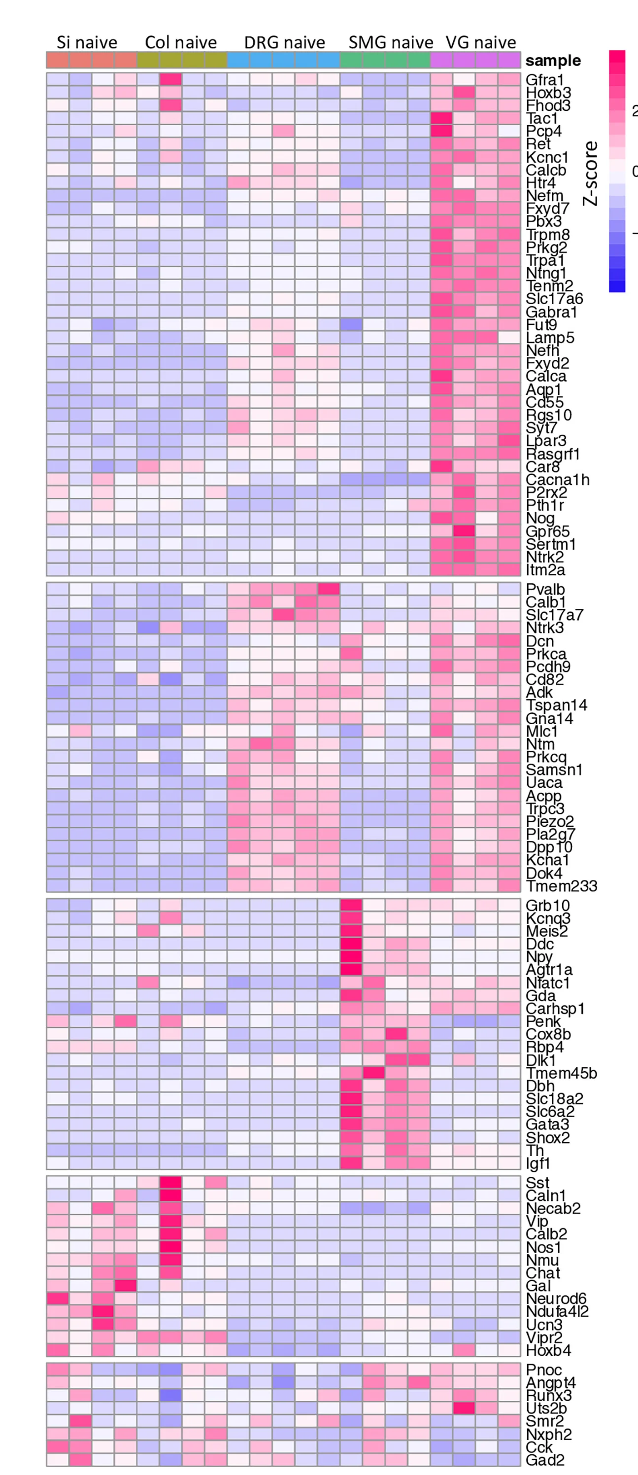 Open access visualization of Heatmap, Neuronal Marker Genes