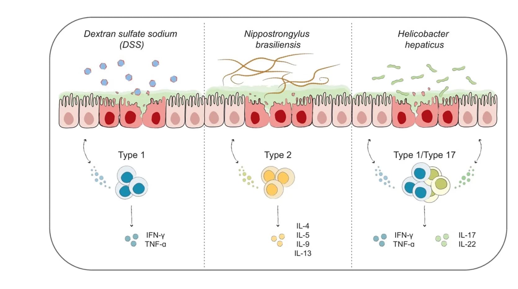 Open access visualization of Workflow, Illustration, Disease Models, Mice, Dextran Sulfate Sodium Induced Colitis