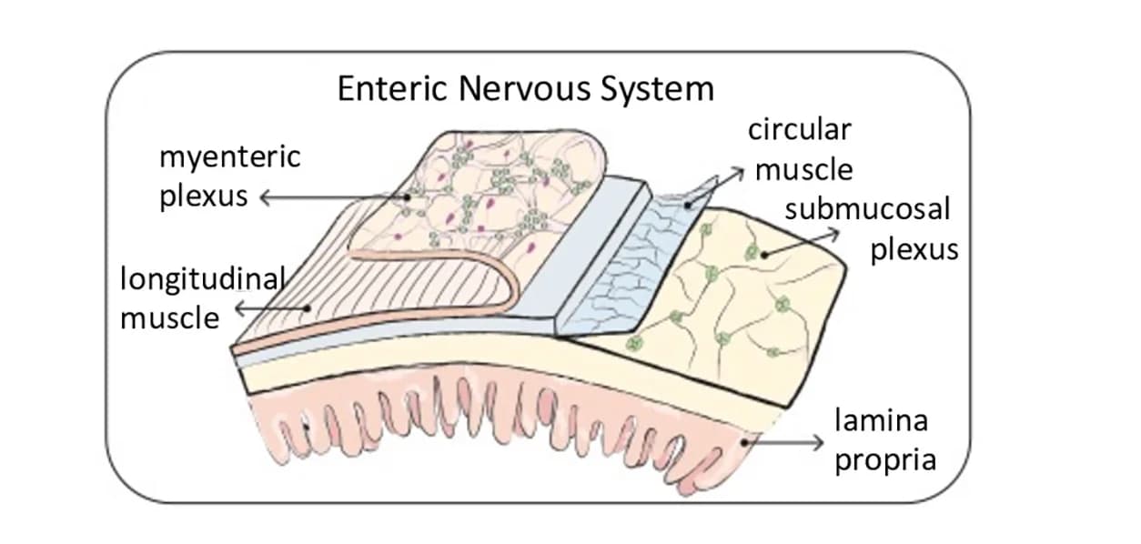 Open access visualization of Illustration, ENS
