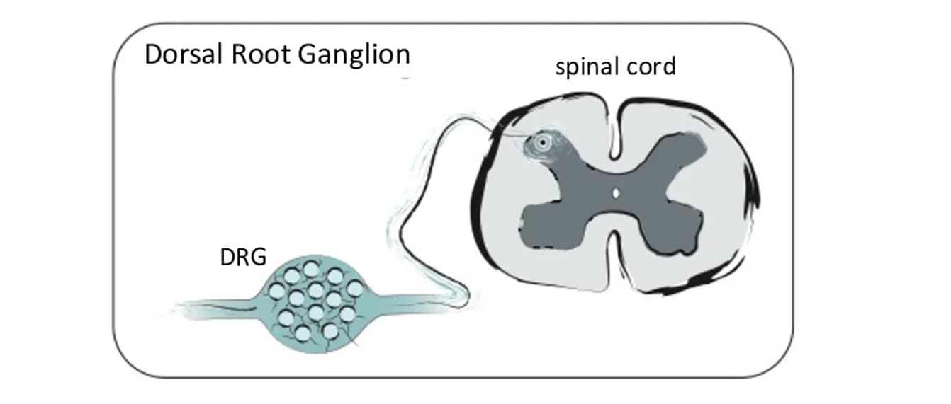 Open access visualization of Illustration, DRG, Dorsal Root Ganglia, Anatomy