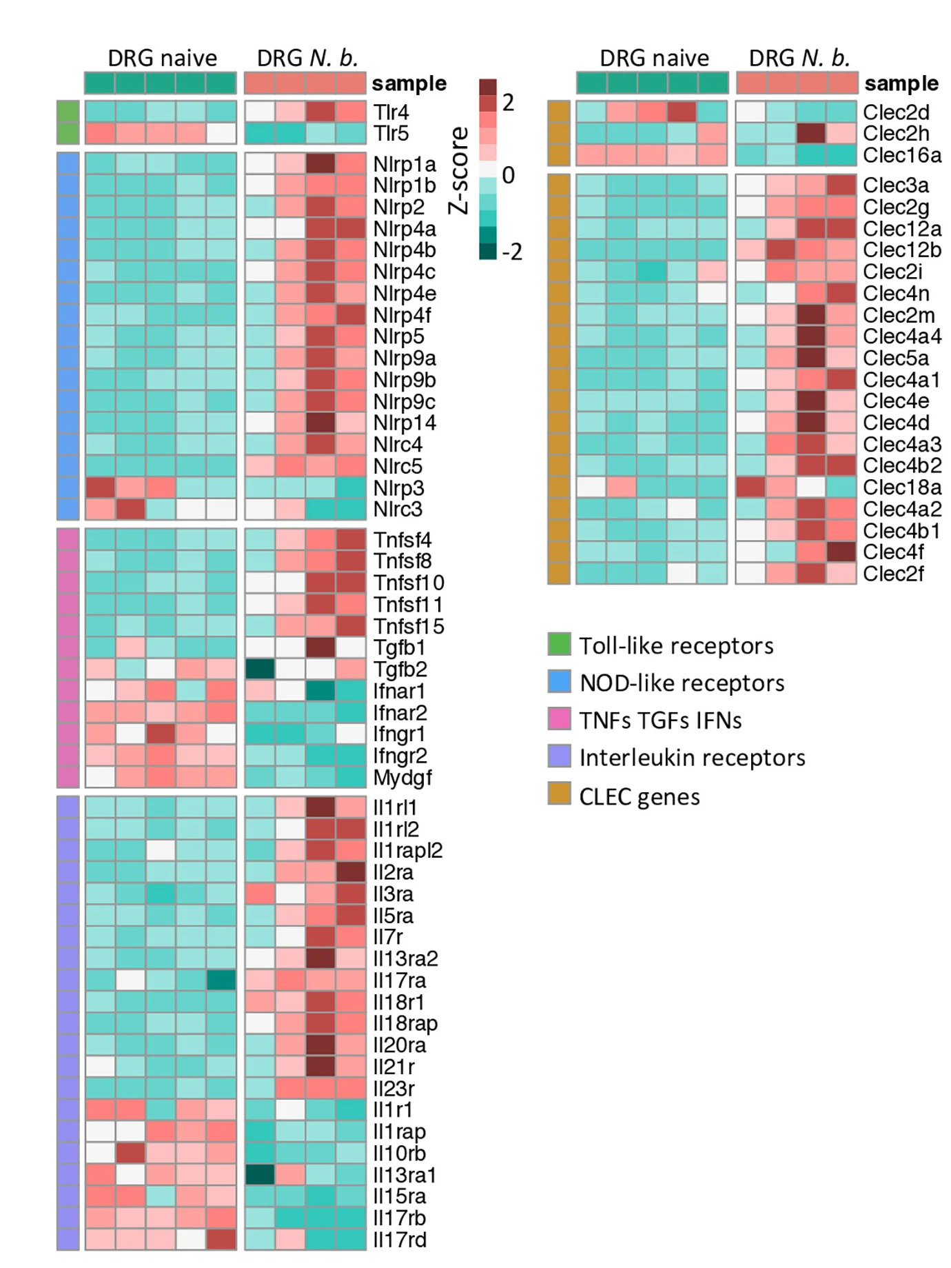Open access visualization of Heatmap, Heatmaps, Dysregulated Genes, Immune Related Genes, CLEC Genes