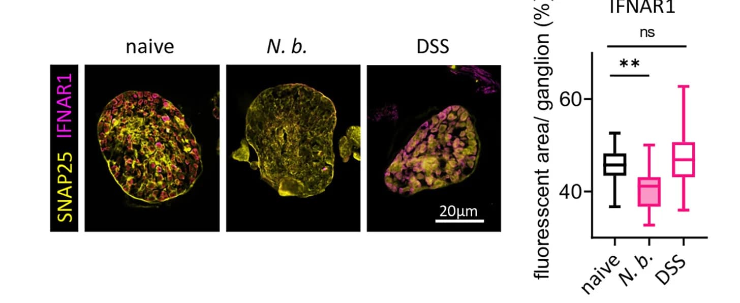 Open access visualization of Microscopy, Box Plot, Immunofluorescence, DRG, Dorsal Root Ganglia