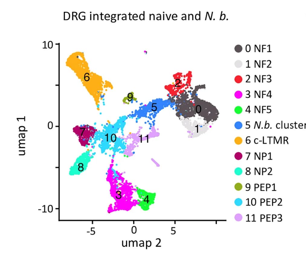Open access visualization of Scatter Plot, UMAP, Uniform Manifold Approximation and Projection, Single Nucleus RNA Seq, DRG