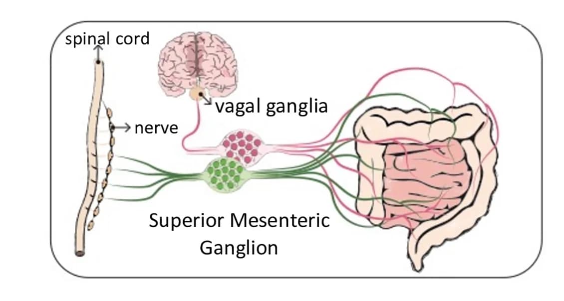 Open access visualization of Illustration, Workflow, SMG, VG, Anatomy