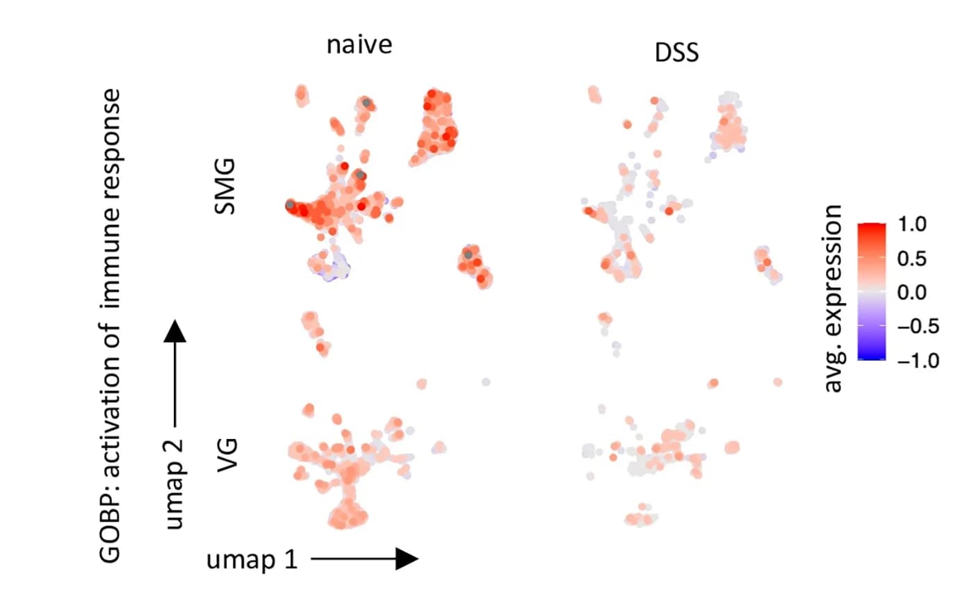 Open access visualization of Scatter Plot, UMAP, Genes, GO:BP Pathway, Immune Response
