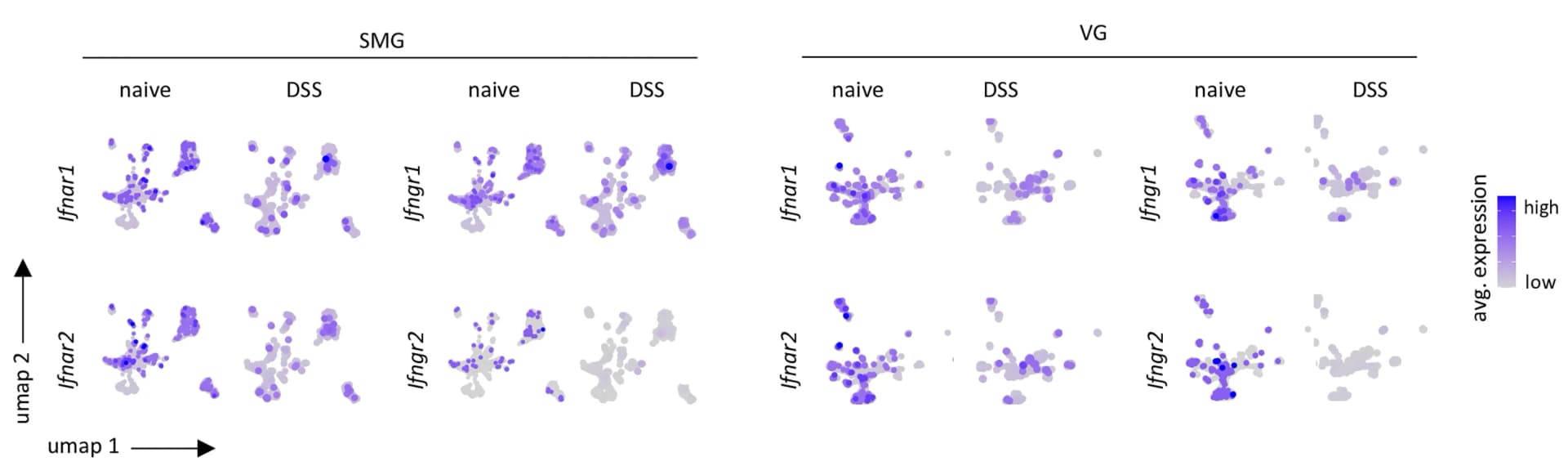Open access visualization of UMAP, Scatter Plot, Ifnar1, Ifnar2, Ifngr1