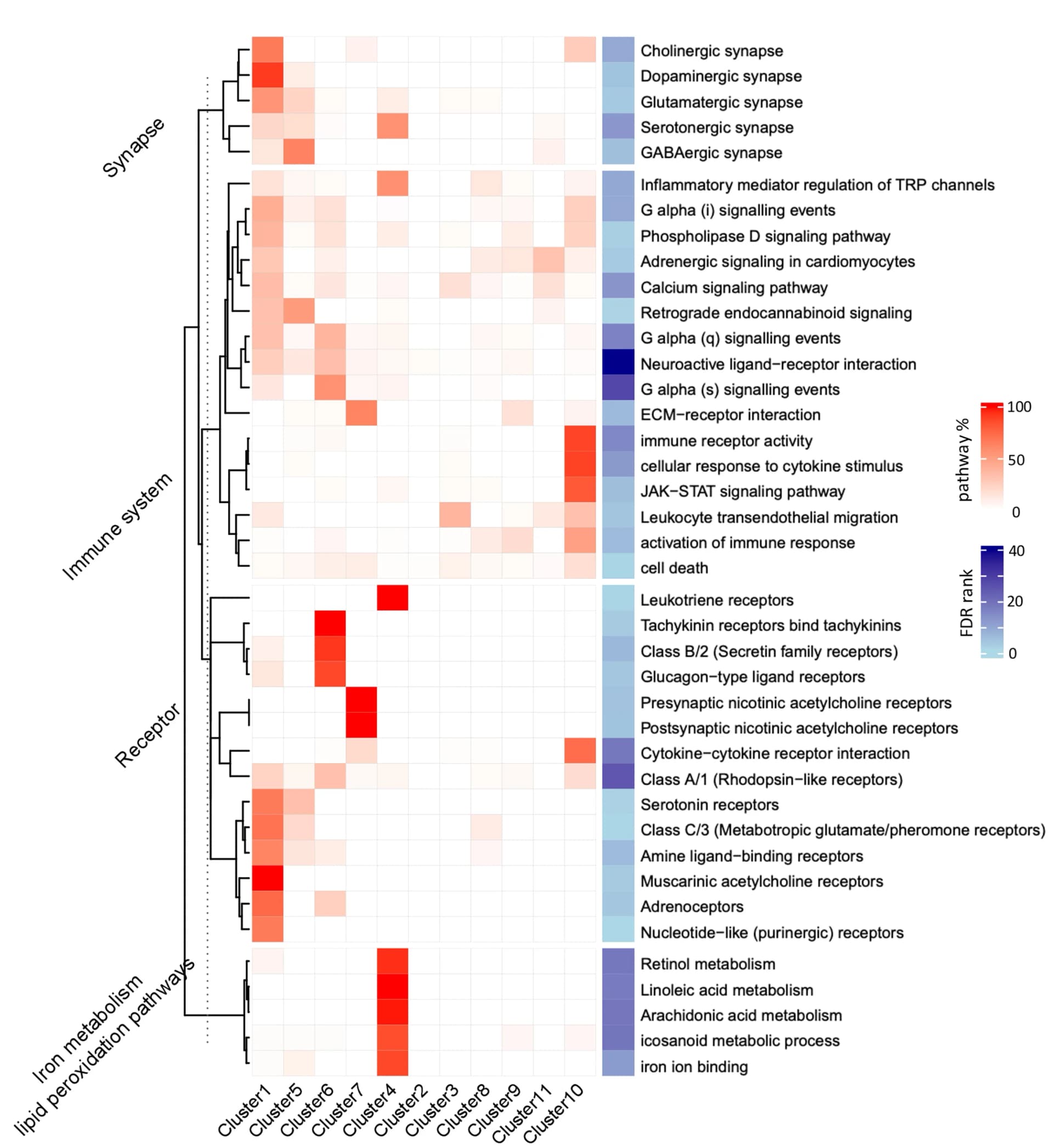 Open access visualization of Heatmap, Clustered, Dysregulated Pathways, Inflammation Models, Organs