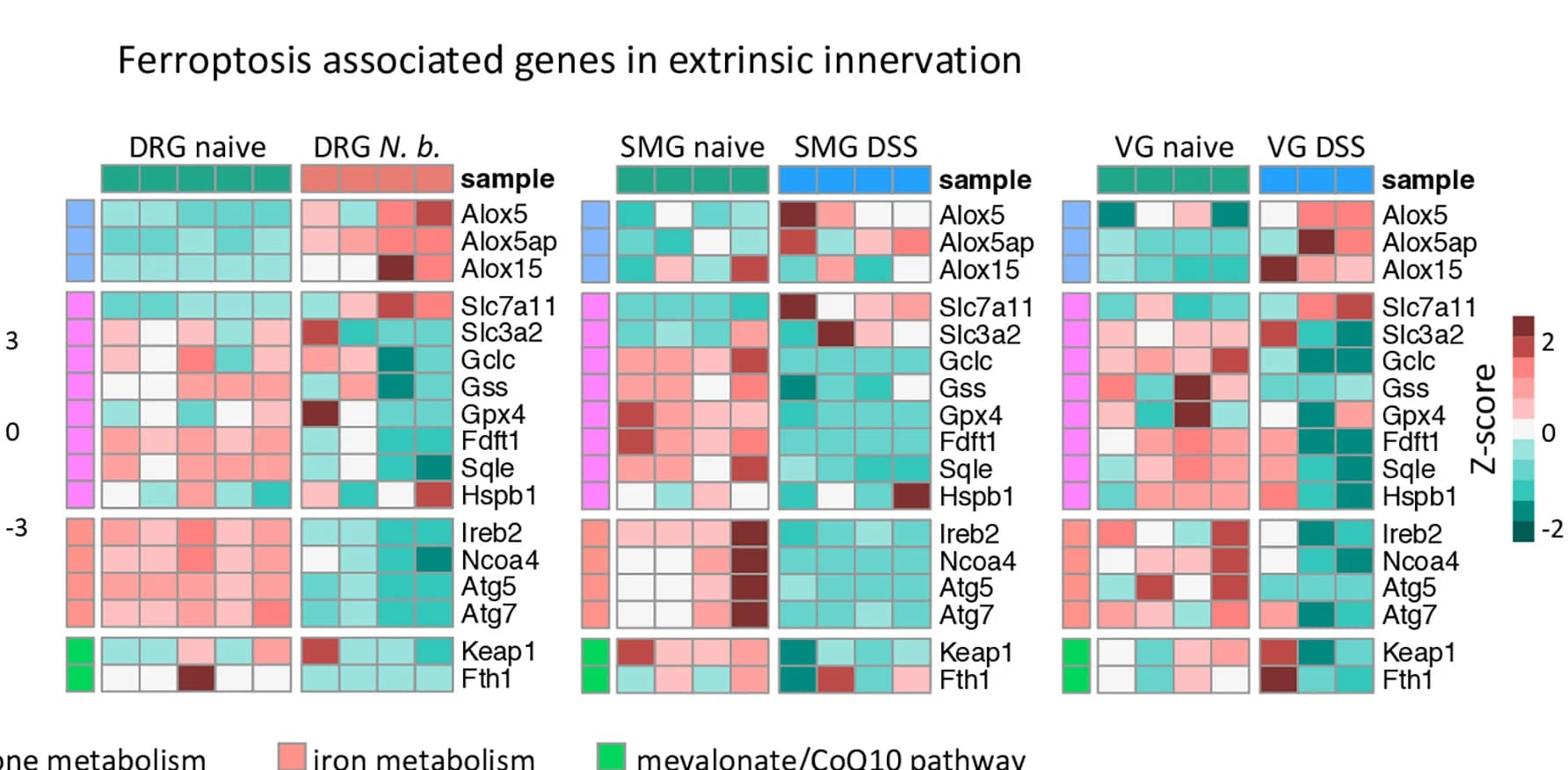 Open access visualization of Heatmap, Clustered, Ferroptosis-Related Genes, DRG, Nippostrongylus brasiliensis