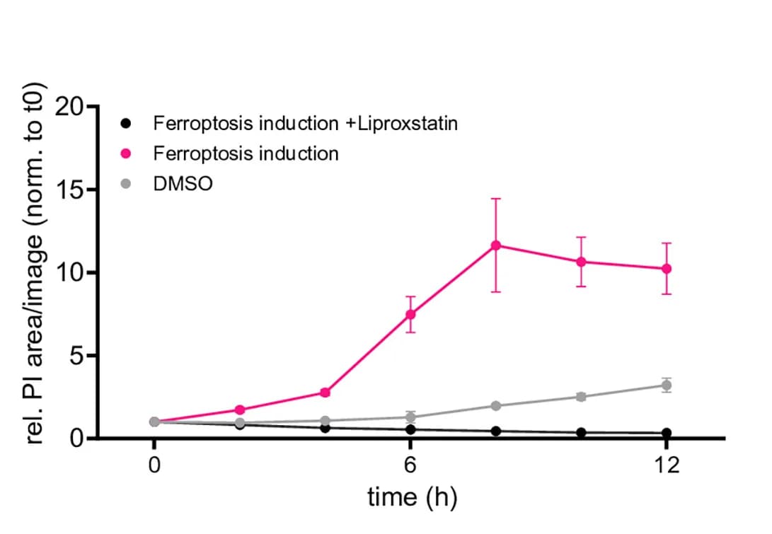 Open access visualization of Line Plot, Error Bars, Enteric Neuroglial Cultures, Arachidonic Acid, RSL3