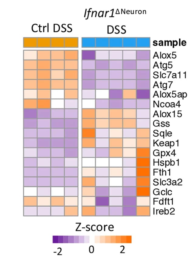 Open access visualization of Heatmap, Ferroptosis-Related Genes, Colonic Myenteric Neurons, DSS-Induced Colitis, Mice