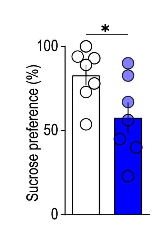 Open access visualization of Bar Plot, Error Bars, Scatter Plot, Sucrose Preference, Ketamine-Treated Mice