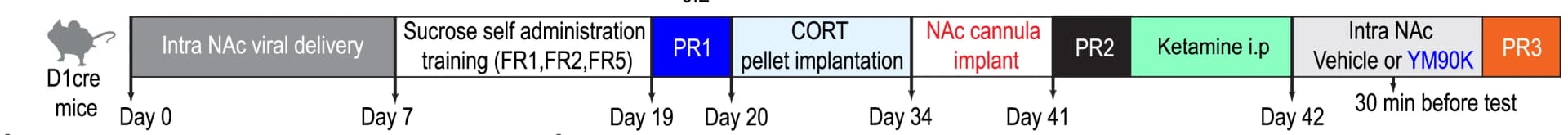 Open access visualization of Workflow, Experimental Timeline