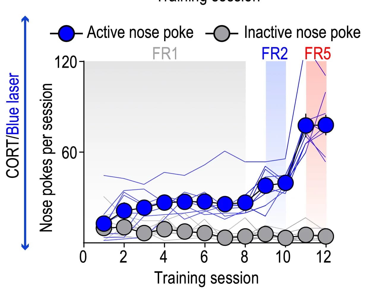 Open access visualization of Line Plot, Scatter Plot, Sucrose Self-Administration, Stressed Mice, Red Laser Stimulation