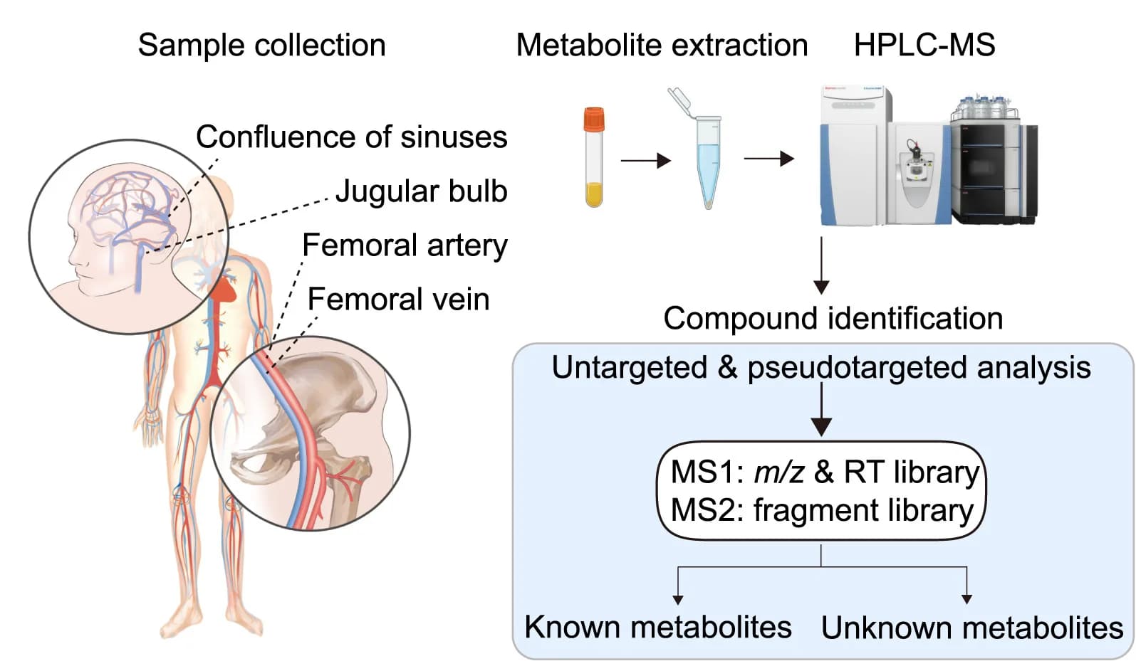 Open access visualization of Workflow, Flowchart, Illustration, Experimental Design, Mass Spectrometry