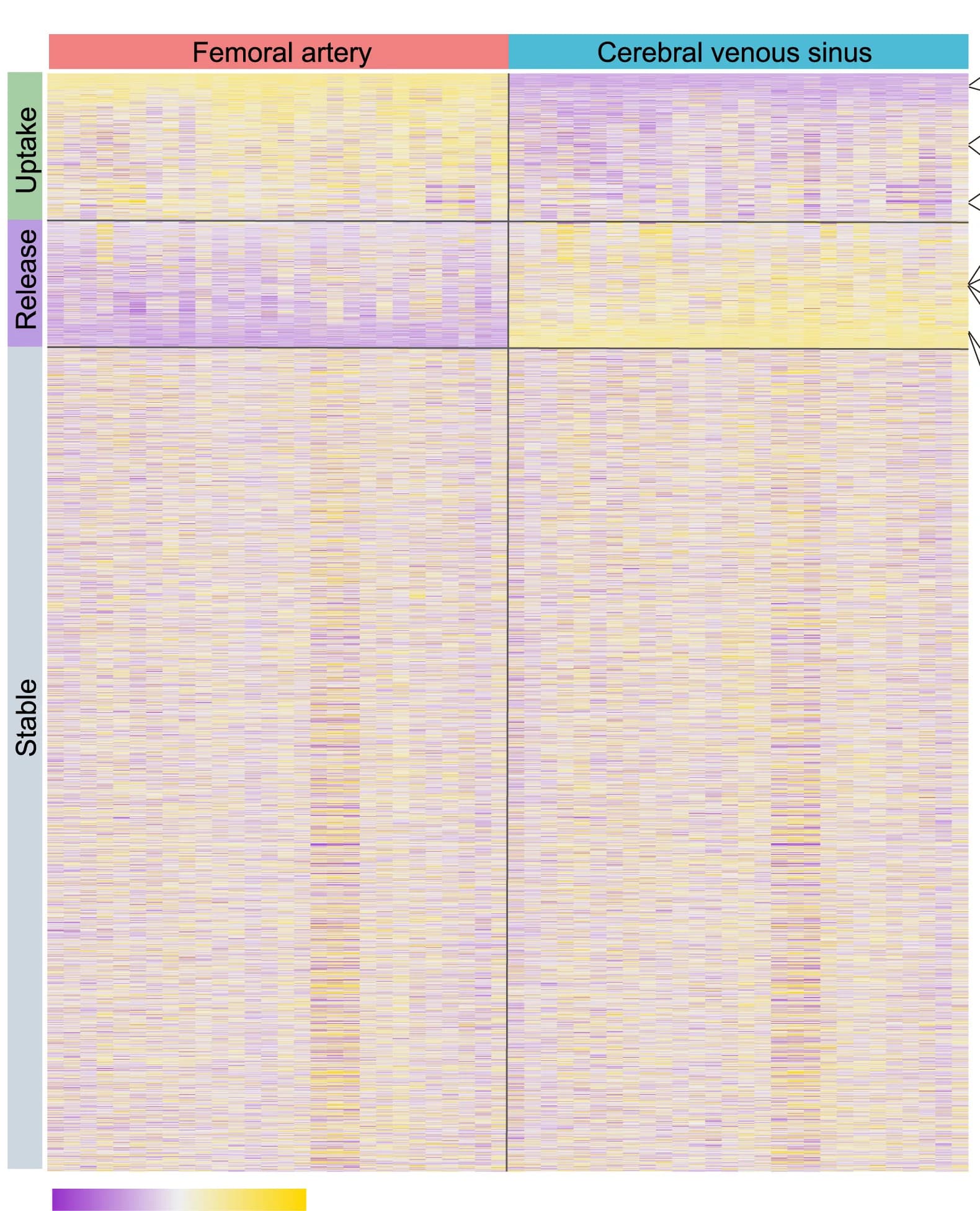 Open access visualization of Heatmap, Relative Abundance, Plasma, Femoral Artery, Cerebral Venous Sinus