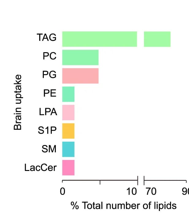 Open access visualization of Bar Plot, Lipid Class Composition, Lipids, Brain Uptake